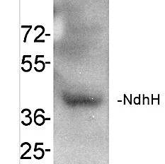 NdhH | NAD(P)H-quinone oxidoreductase subunit H (chloroplastic) in the group Antibodies Plant/Algal / Photosynthesis / Electron transfer at Agrisera AB (Antibodies for research) (AS16 4065)